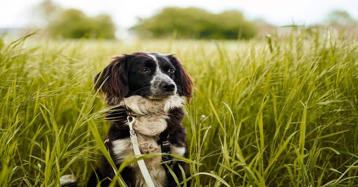 High-quality image of a dog sitting in tall green grass, showcasing outdoor pet exploration.