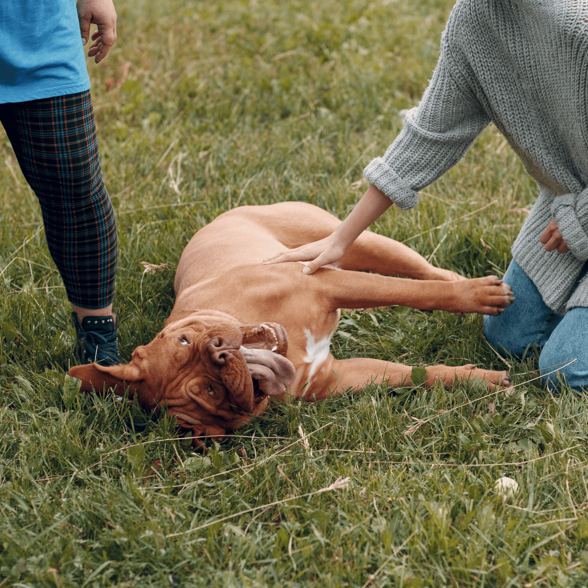 Dog lying on grass while being petted by two people outdoors, illustrating canine therapy, comfort, and emotional support.