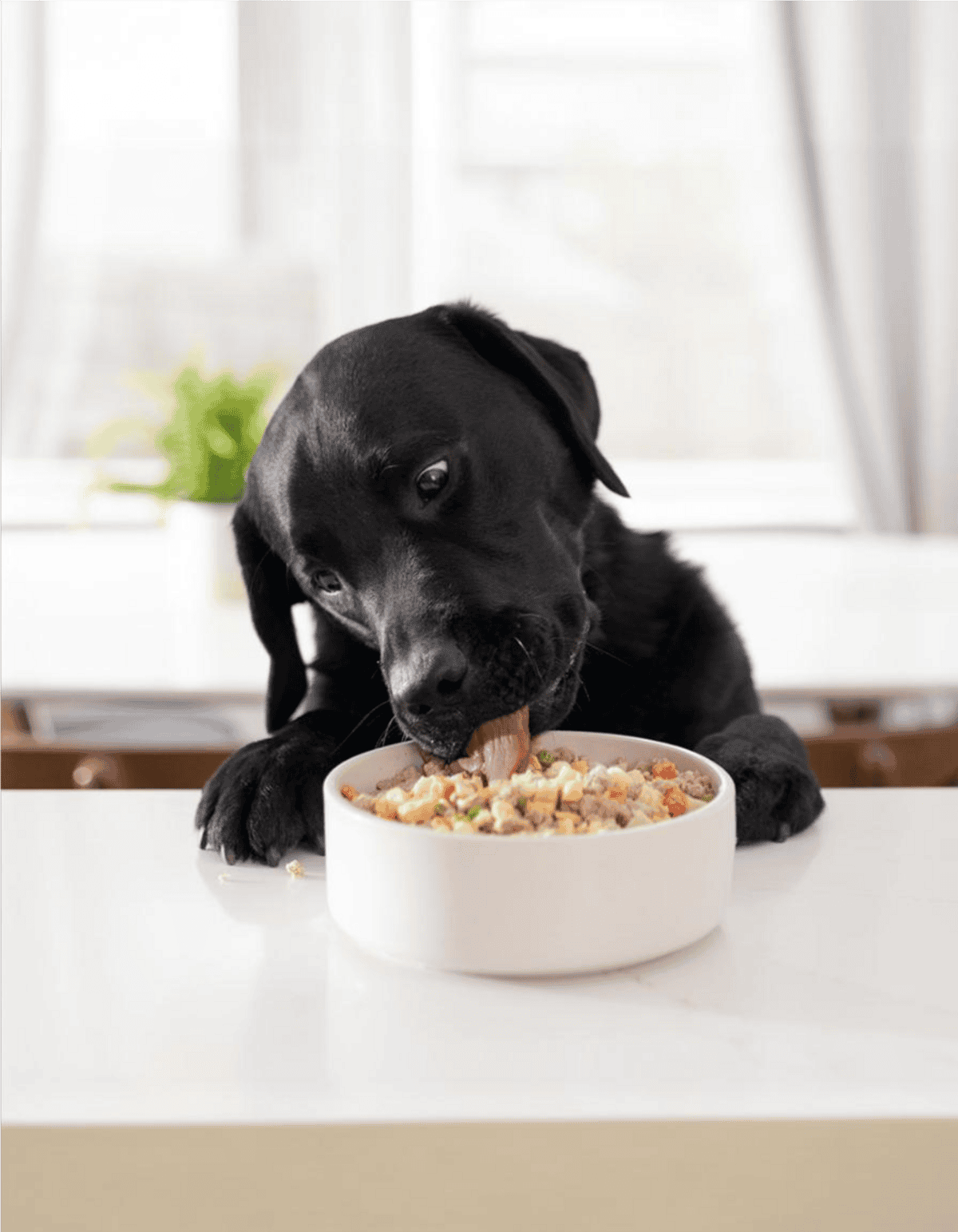 Dog enjoying nutritious, balanced meal for optimal health and well-being.