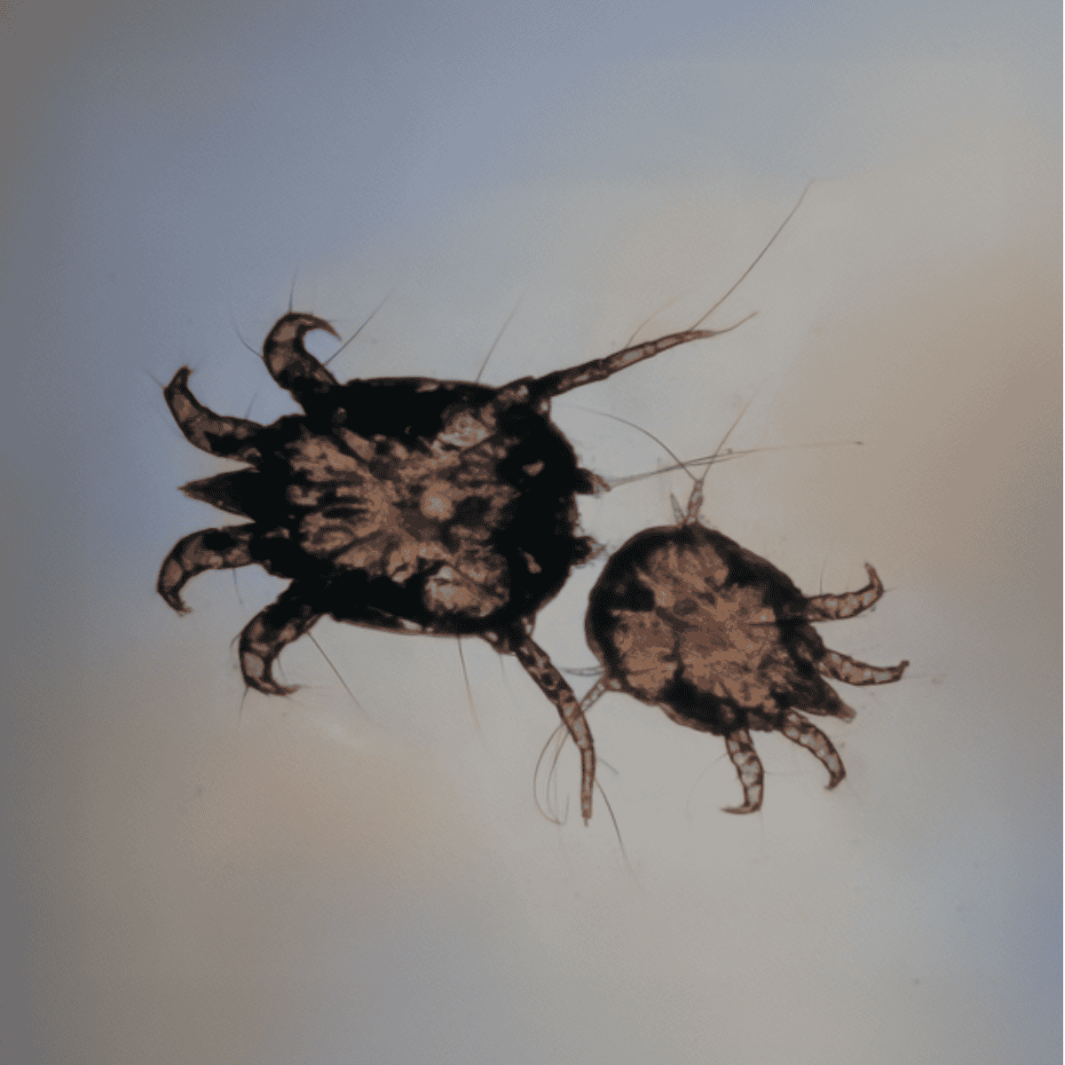 Microscopic image of a mite, a common skin parasite that can infect dogs and cause discomfort and skin issues.