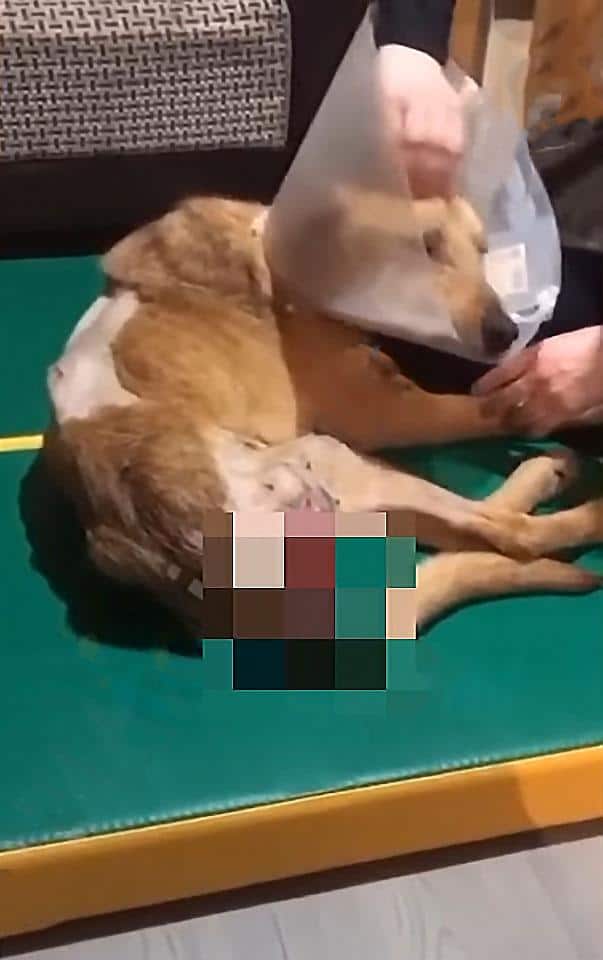 Dog with protective cone during vet visit.