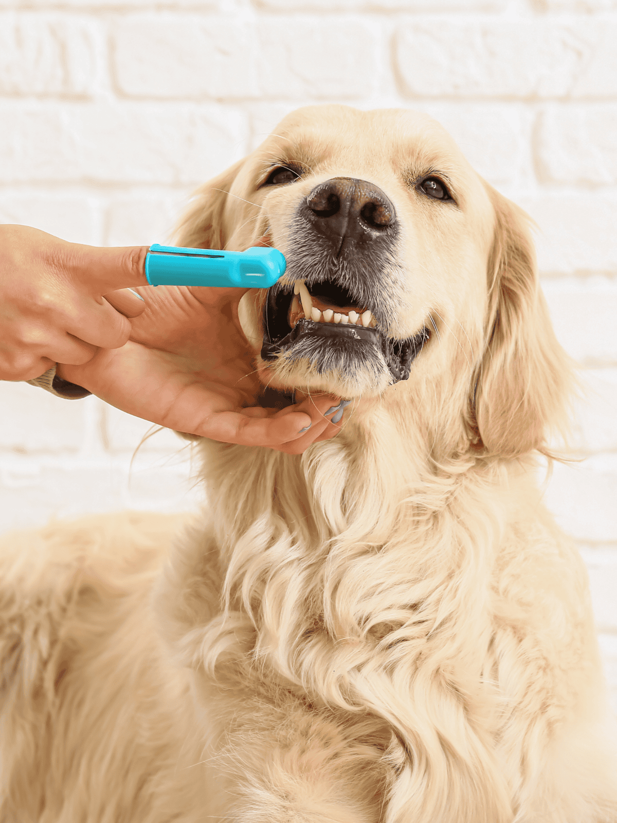 Golden retriever receiving dental cleaning with toothbrush.