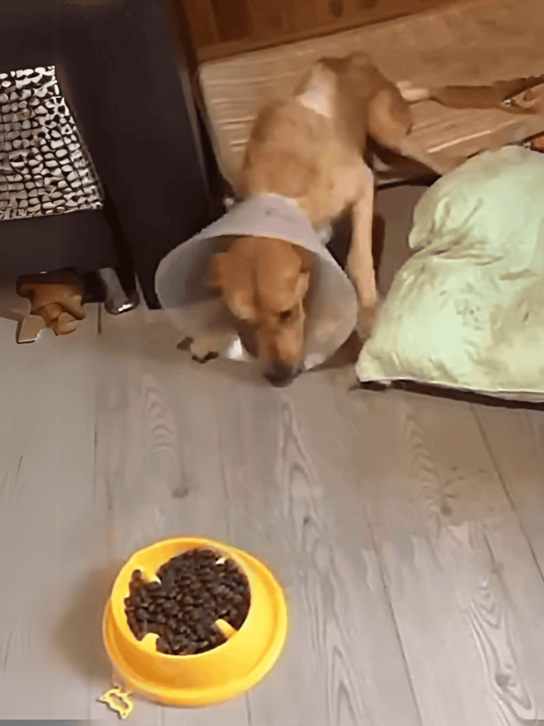 Adorable dog with cone collar eating dry dog food from yellow bowl in cozy home setting.