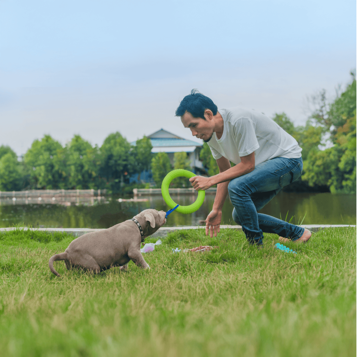 Dog training, dog play, outdoor pet activities for dog lovers.