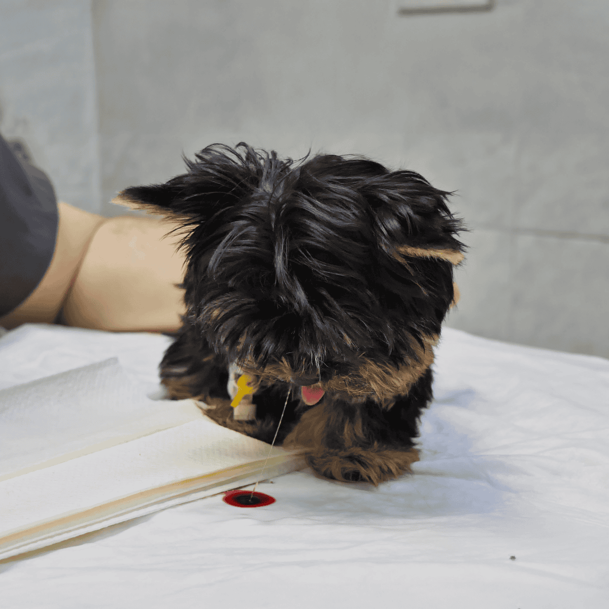 Dog therapy dog with a medical alert tag in a clinical setting for health therapy.