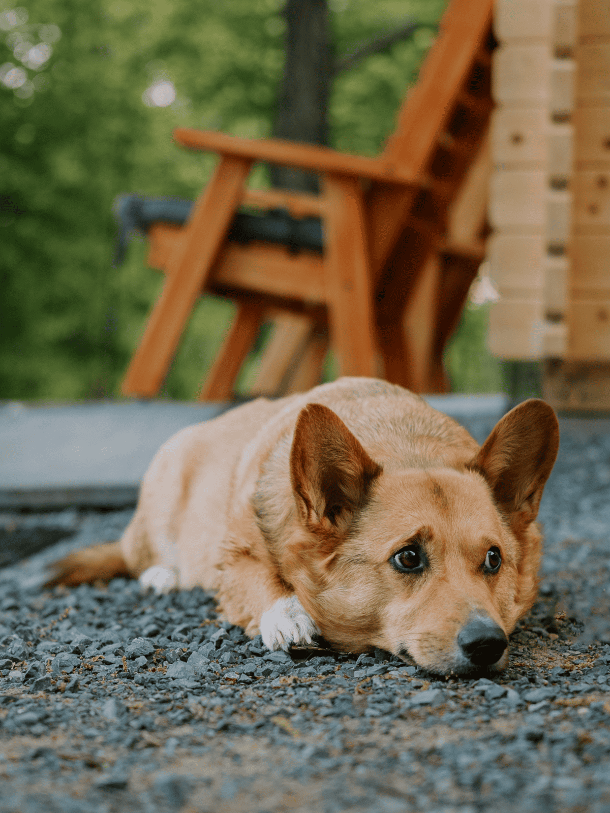 Adorable dog resting on gravel with a wooden chair and greenery in background.