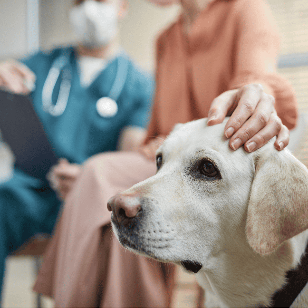 Close-up of a caring veterinarian petting a Labrador retriever dog at a pet clinic.