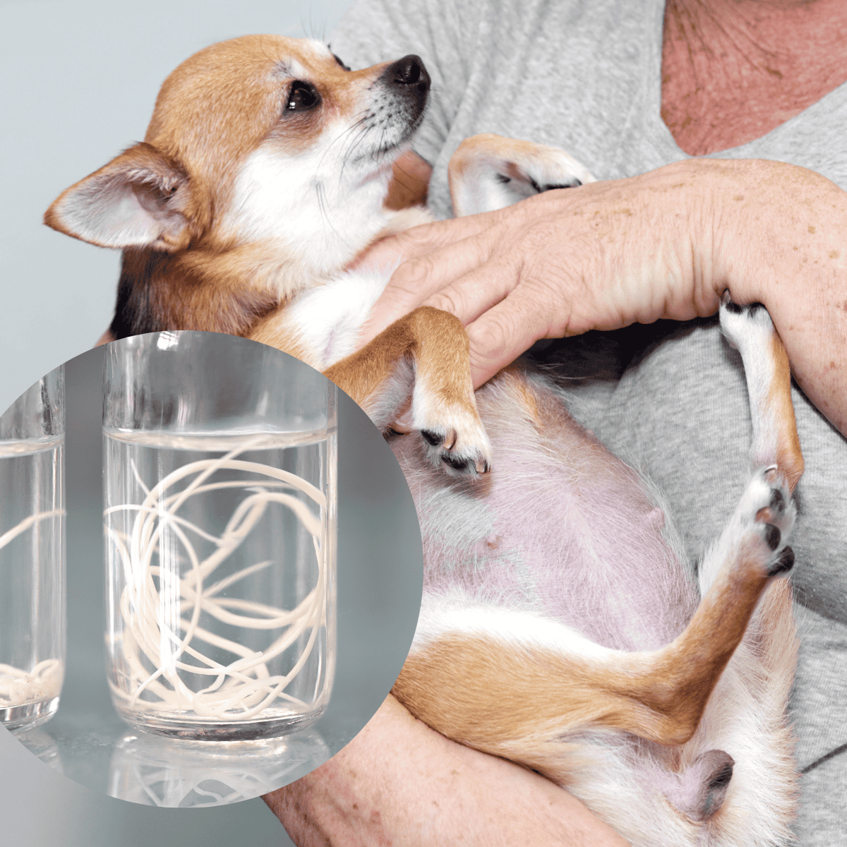 Dog lying on a person's lap, with a glass containing a tracing paper pattern, emphasizing pet health and wellness tracking.