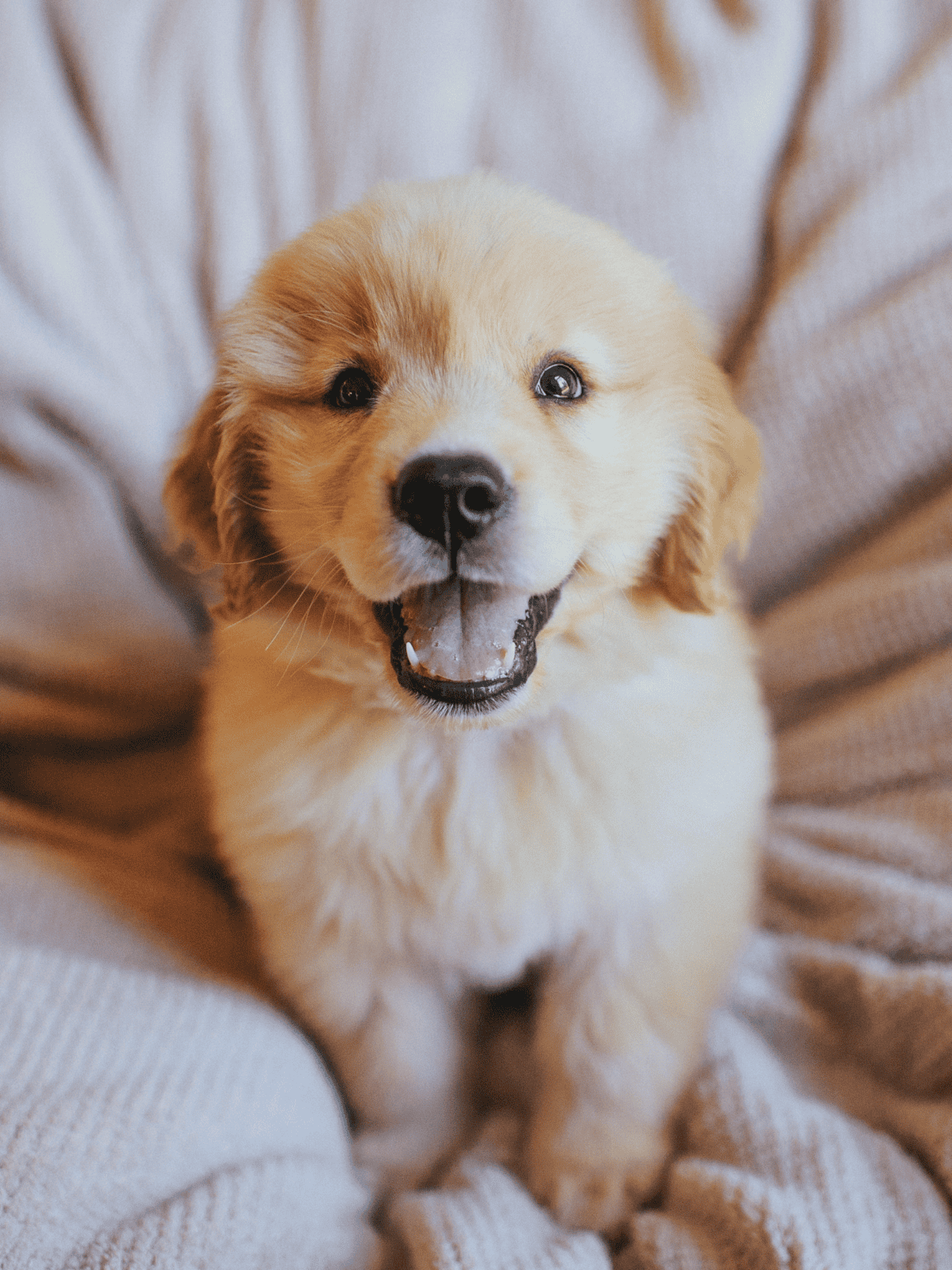 Adorable golden retriever puppy smiling, looking joyful, ideal for dog lovers and pet adoption.