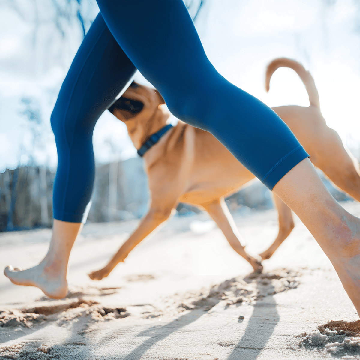 Adorable dog playing exercise outdoors on sandy beach during sunny day for fitness and bonding.