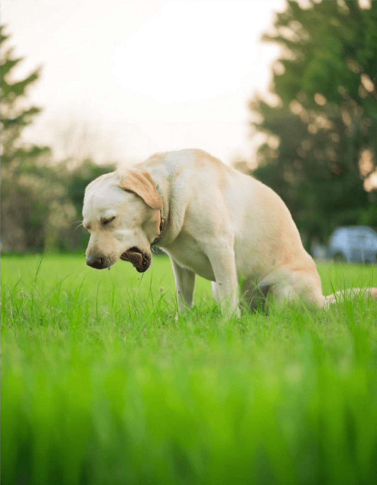 Labrador Retriever in a lush green field, enjoying the outdoors, perfect for dog care and outdoor activity themes.