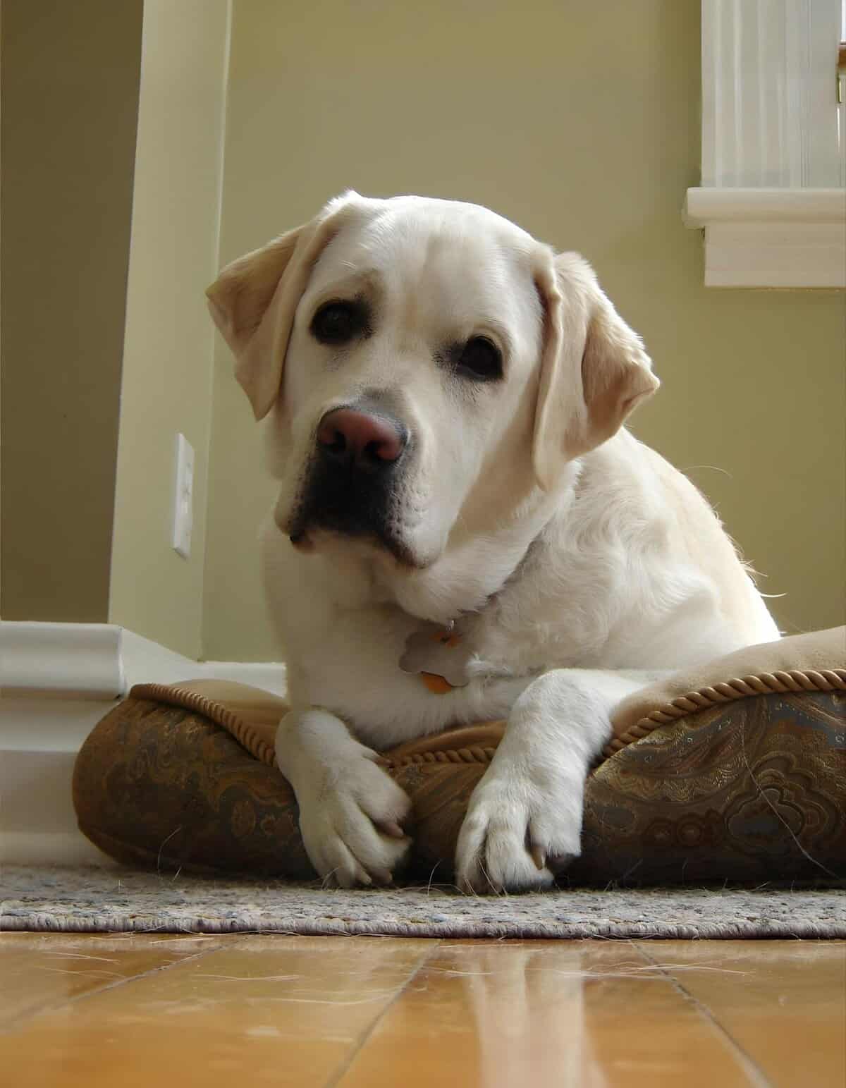 Labrador retriever dog resting on a decorative pet bed inside a home.