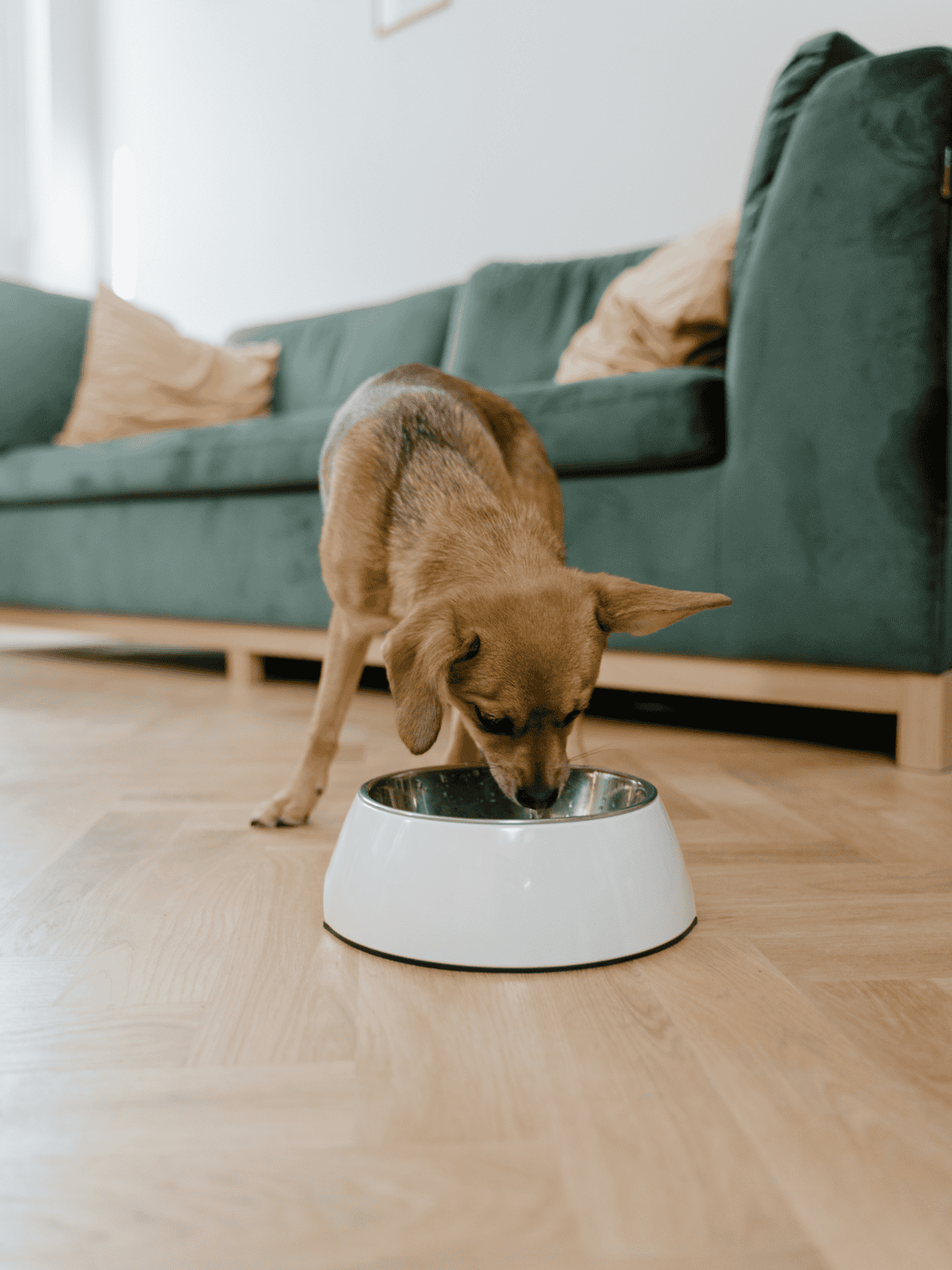 Dog eating from automatic feeder.