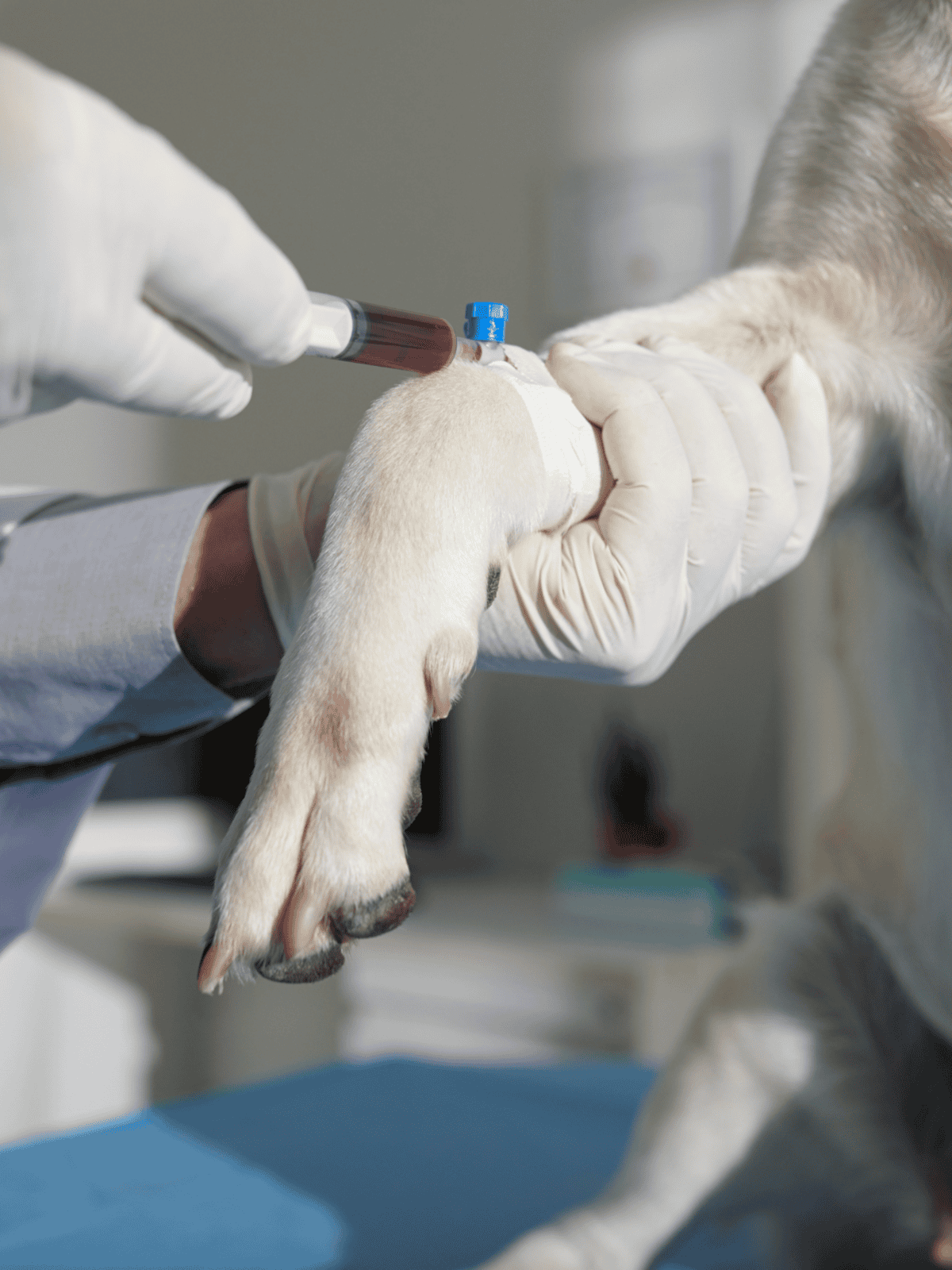 Alt text: Veterinarian drawing blood from a dog's paw for health testing.