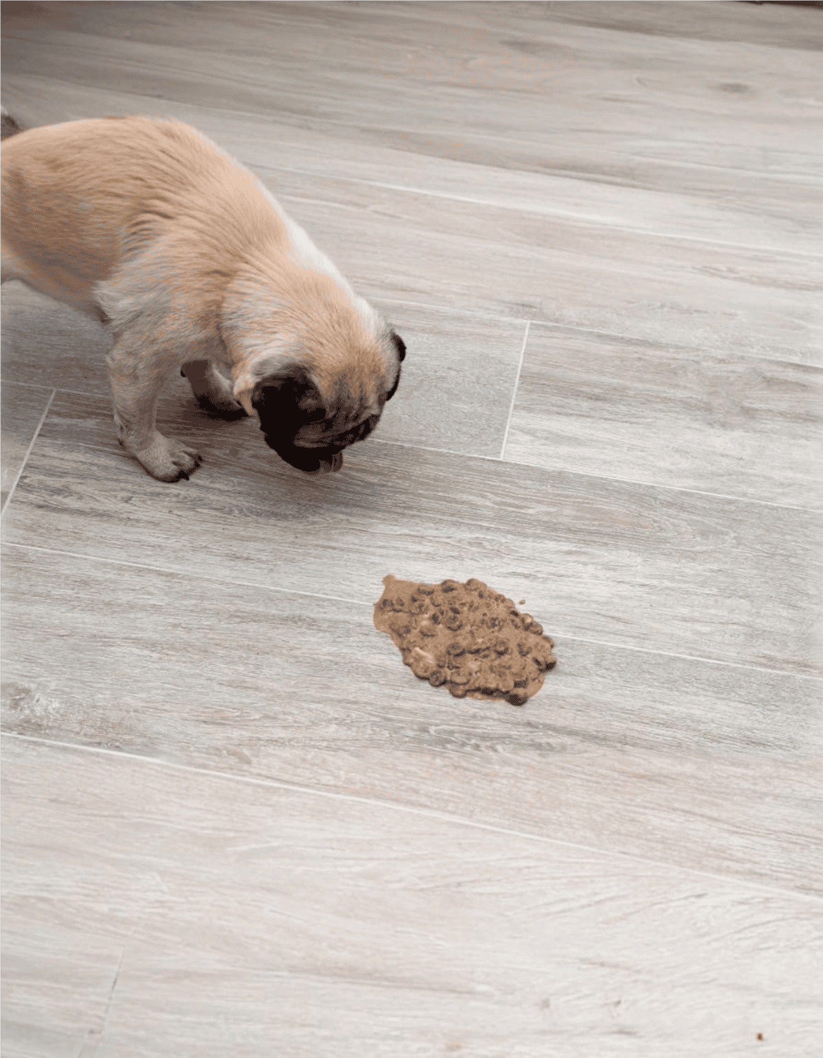 Adorable puppy inspecting dog feces on wooden floor.