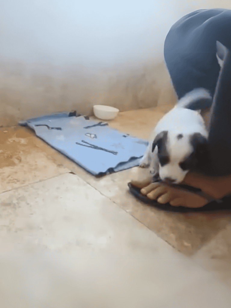 Adorable puppy lying on a mat in a cozy indoor space.