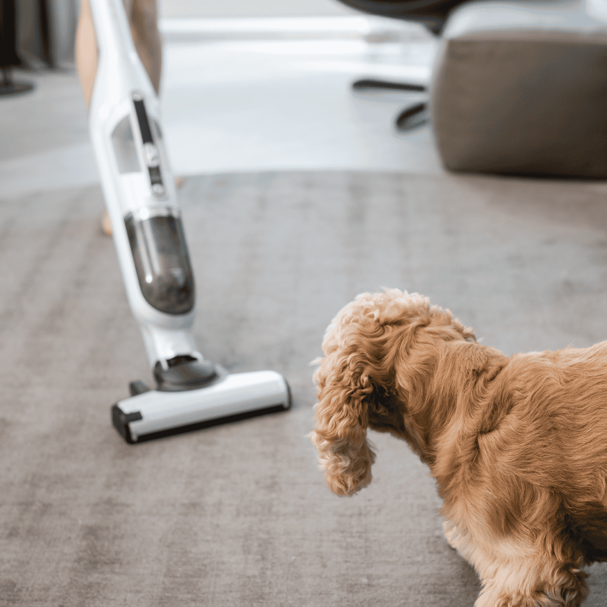 Cocker Spaniel puppy watching vacuum cleaner in action indoors.