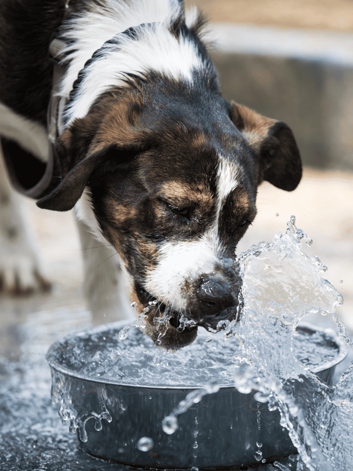 Dog drinking water from bowl, healthy pet hydration, dog care and wellness.