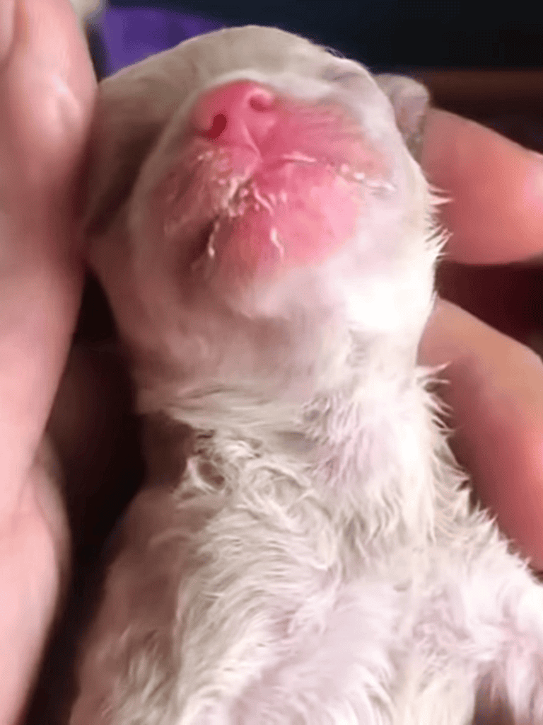 Adorable puppy’s face with pink nose and wet fur in grooming session.
