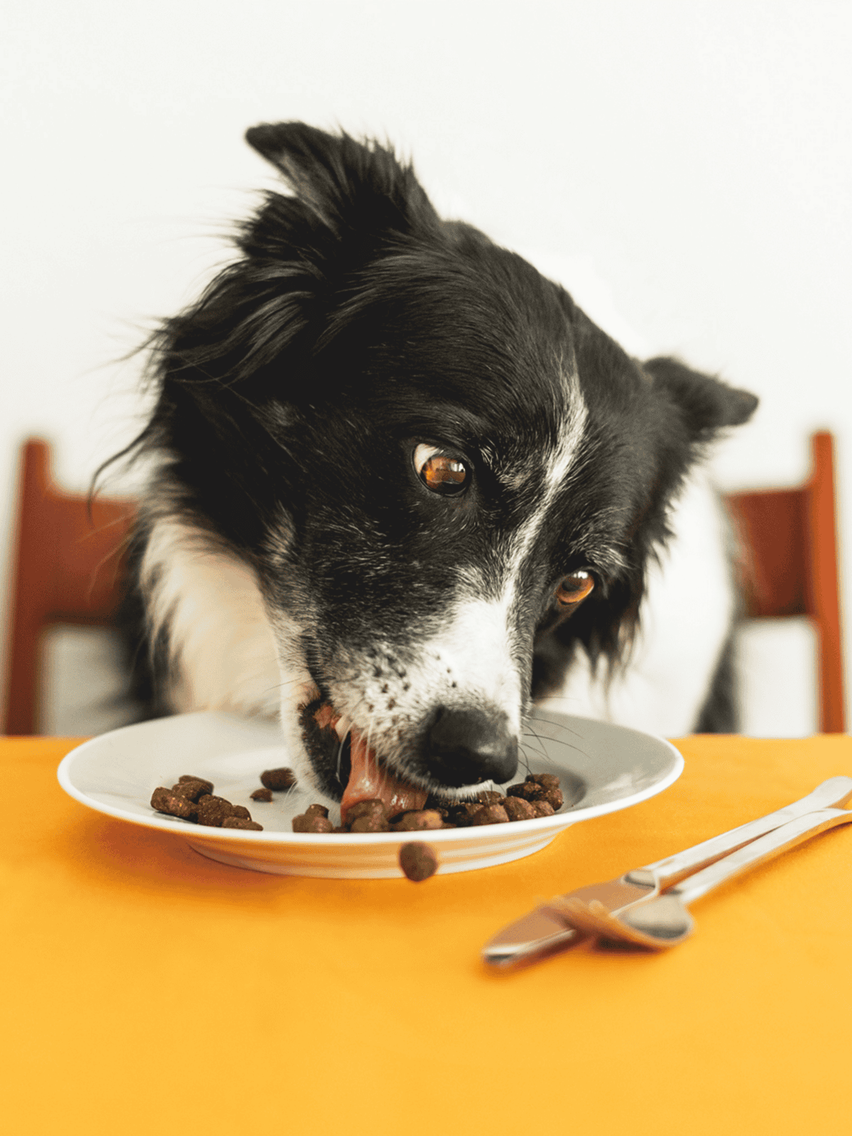 Happy dog enjoying nutritious kibble meal at home.