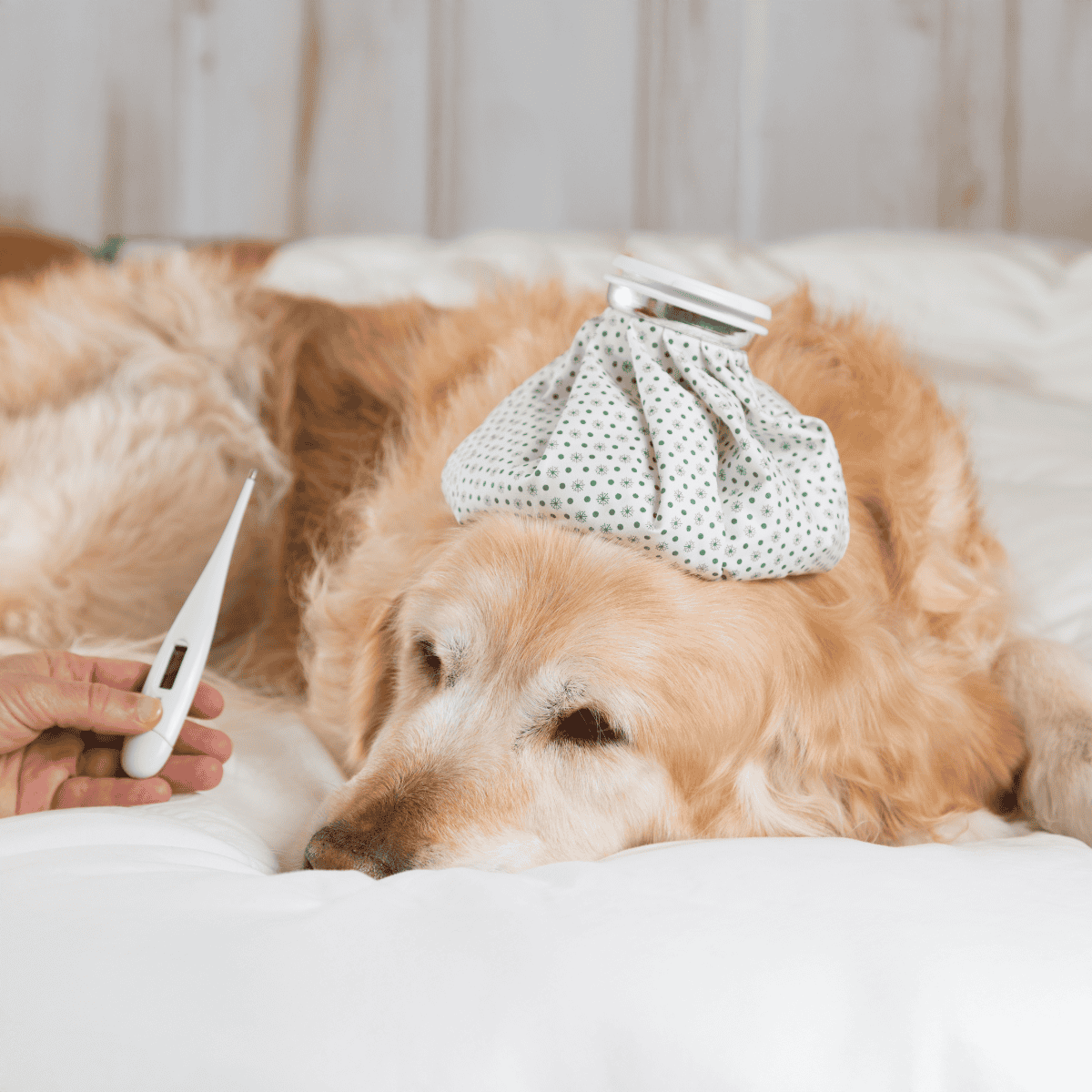 Thermometer and heating pad for sick dog, promoting pet health and comfort.