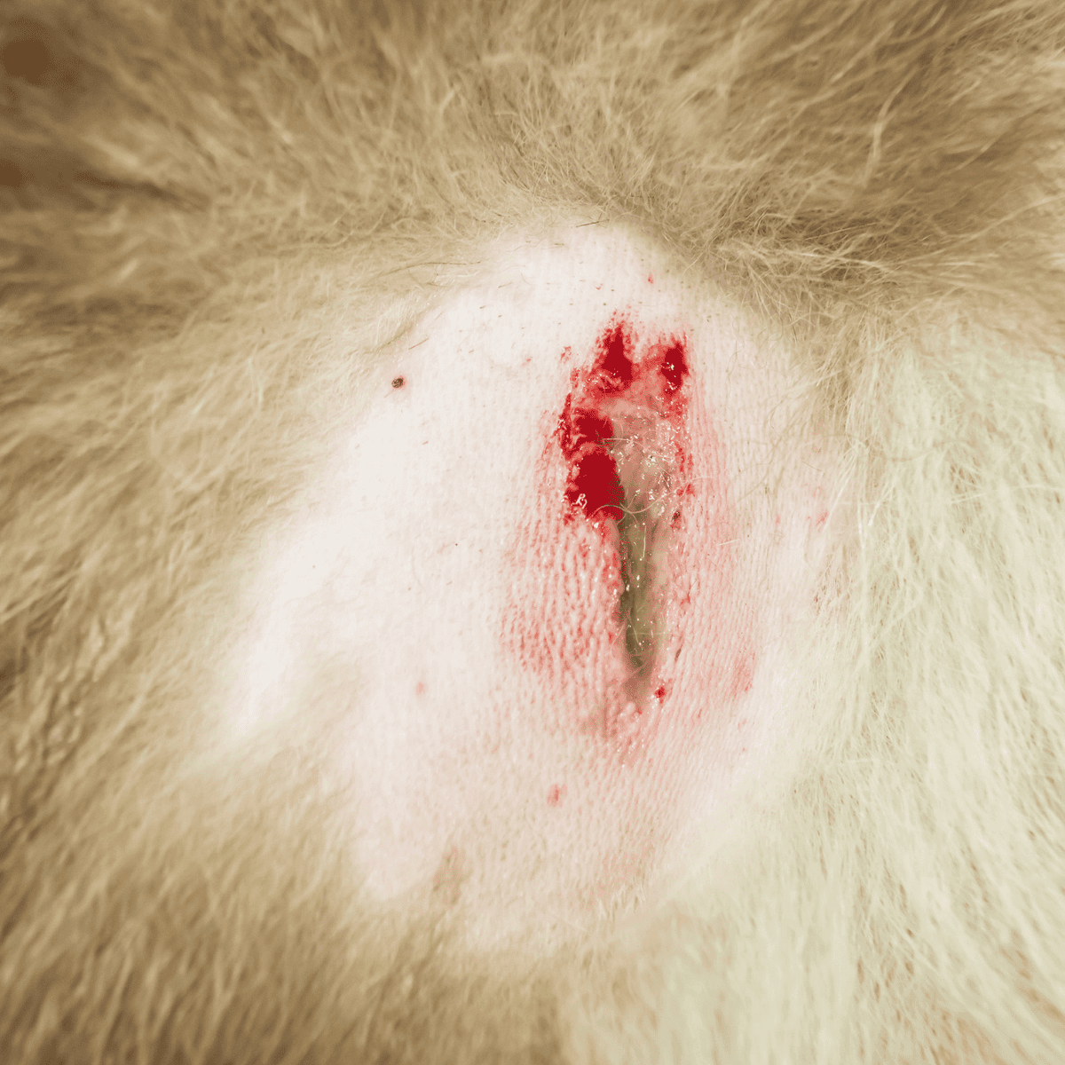 Close-up of a fresh, severe wound on a dog's belly needing immediate attention.