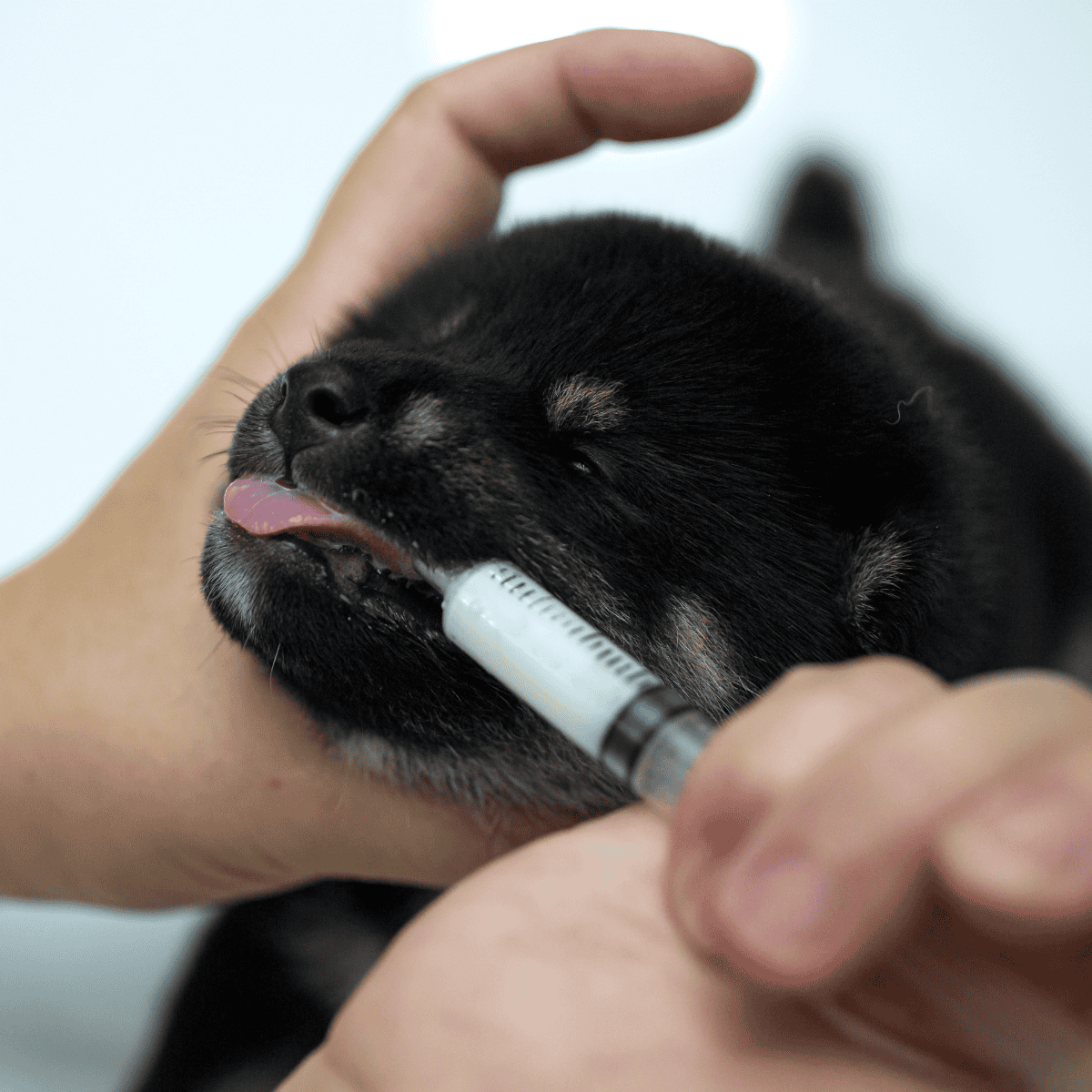 Close-up of a veterinarian administering a vaccine to a adorable puppy.
