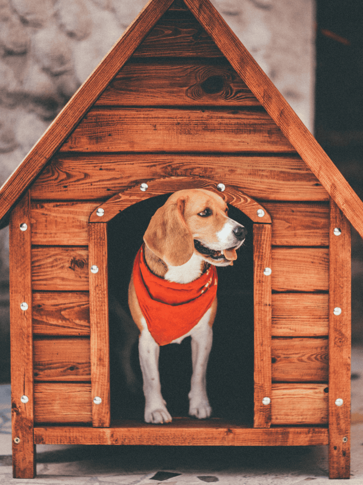 Cute beagle dog in a wooden dog house, ready to bark.