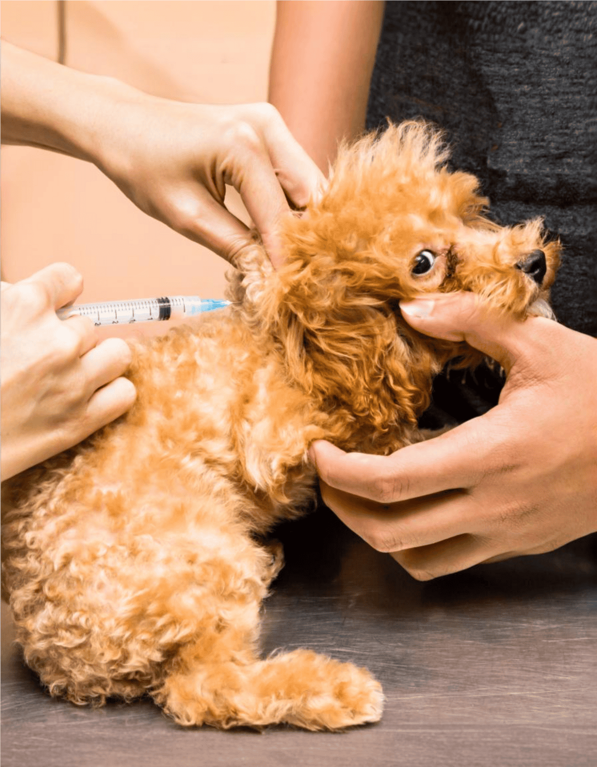 Dog vaccination, pet health care, puppy immunization.