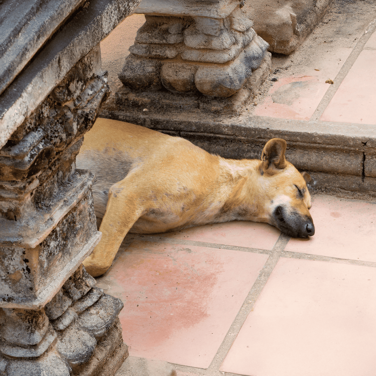 Dog sleeping peacefully on tiled floor next to ancient stone pillar, showcasing a serene resting moment.