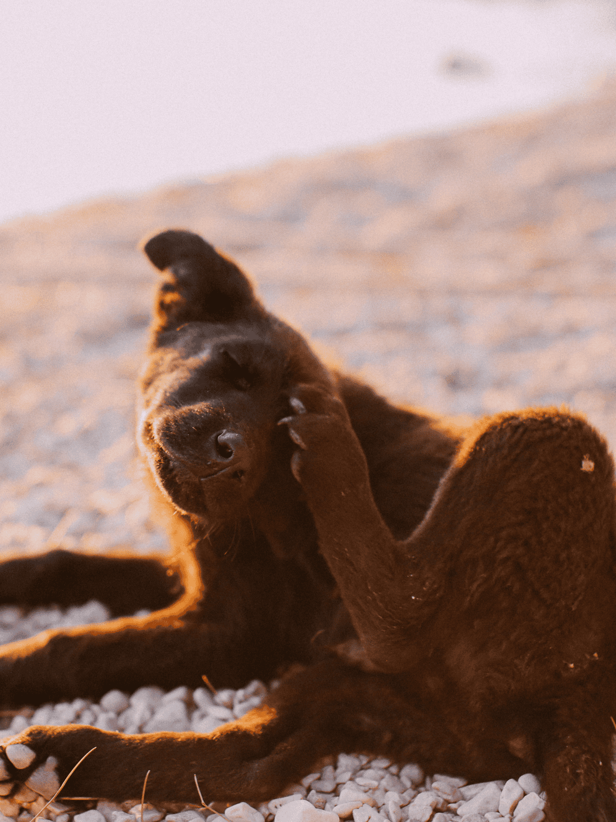 Adorable black puppy playing on sandy beach during sunset, happy and energetic.