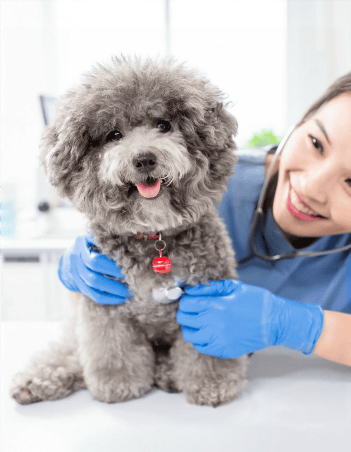 Dog with fluffy gray fur at vet check-up, smiling, veterinary setting, health care for dogs, professional veterinarian.