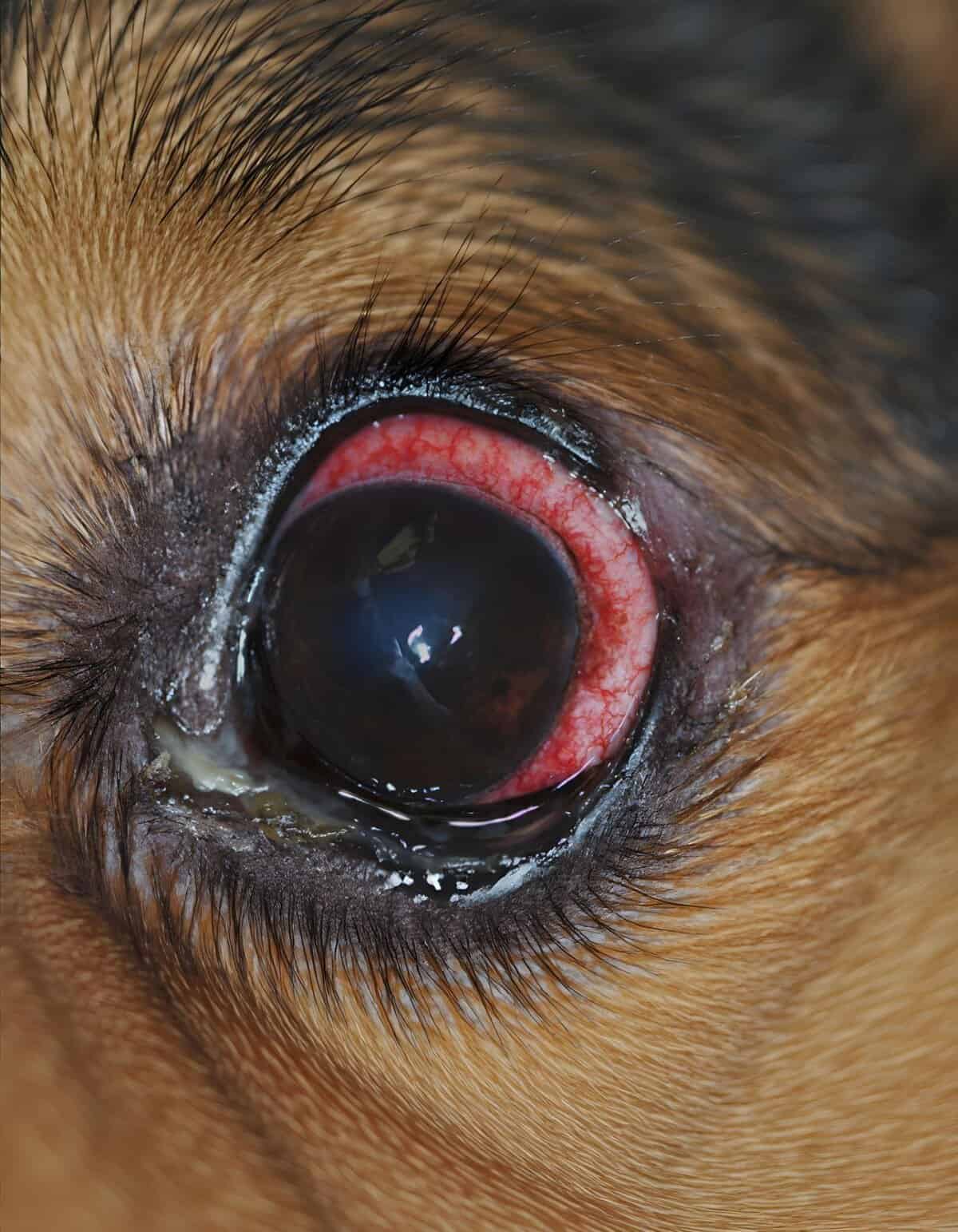 Dog eye infection with redness and discharge. Vet care for canine eye health.