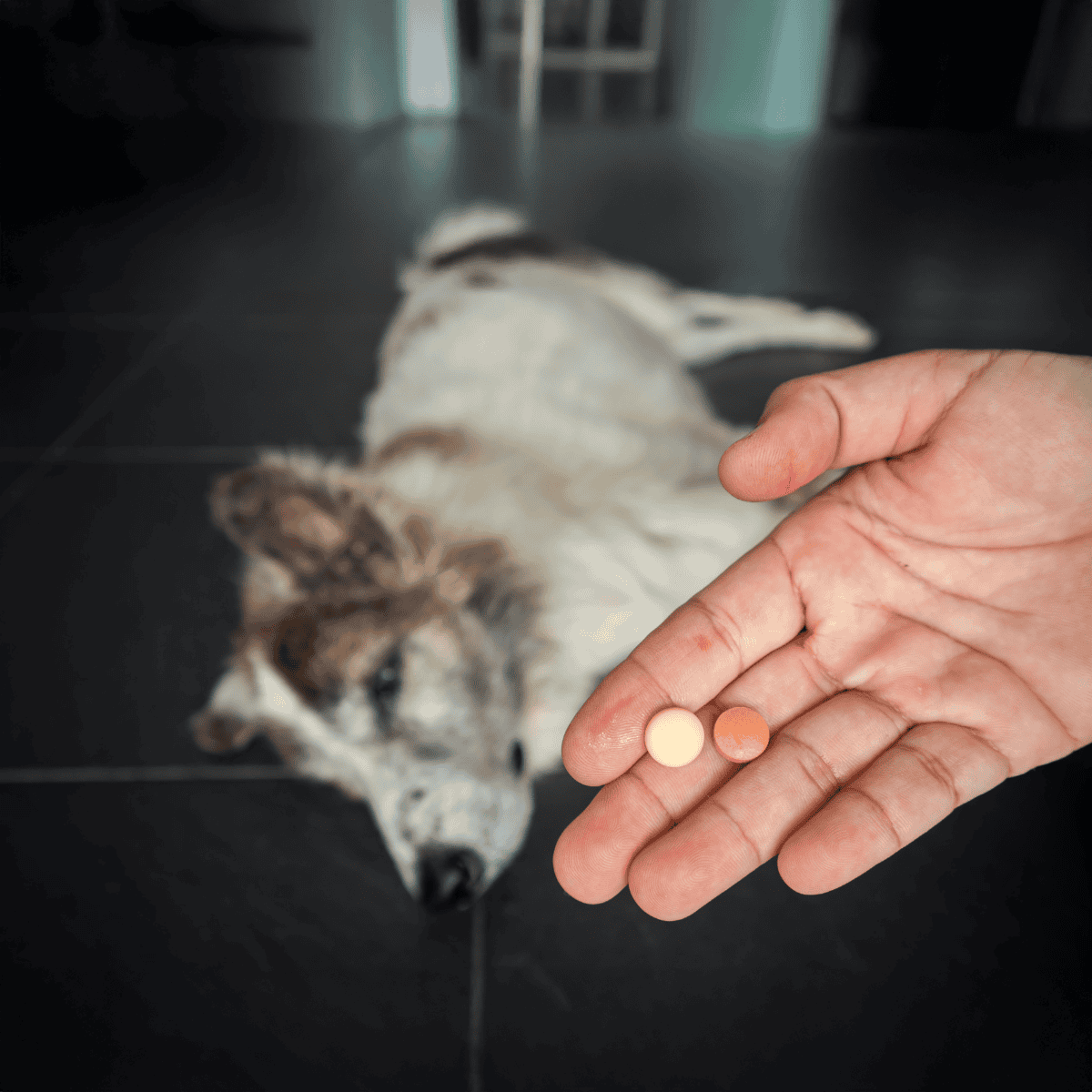 Dog medication pills in hand, husky resting on the floor—veterinary care essentials.