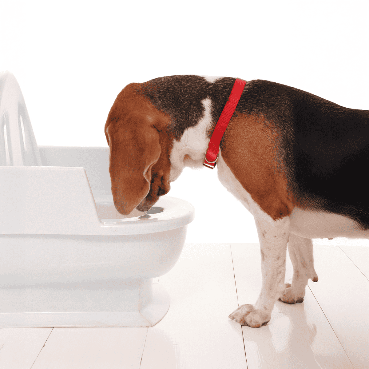Pet dog using a hygienic, automatic dog feeder for proper nutrition and convenience.