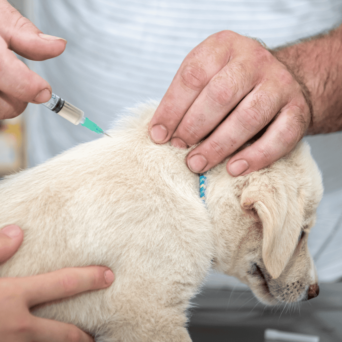 Close-up of a veterinarian giving a vaccination shot to a puppy.