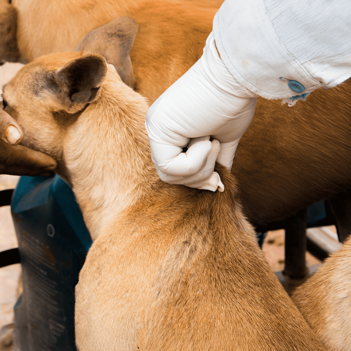 A veterinarian administering a vaccine shot to a young dog for health protection.