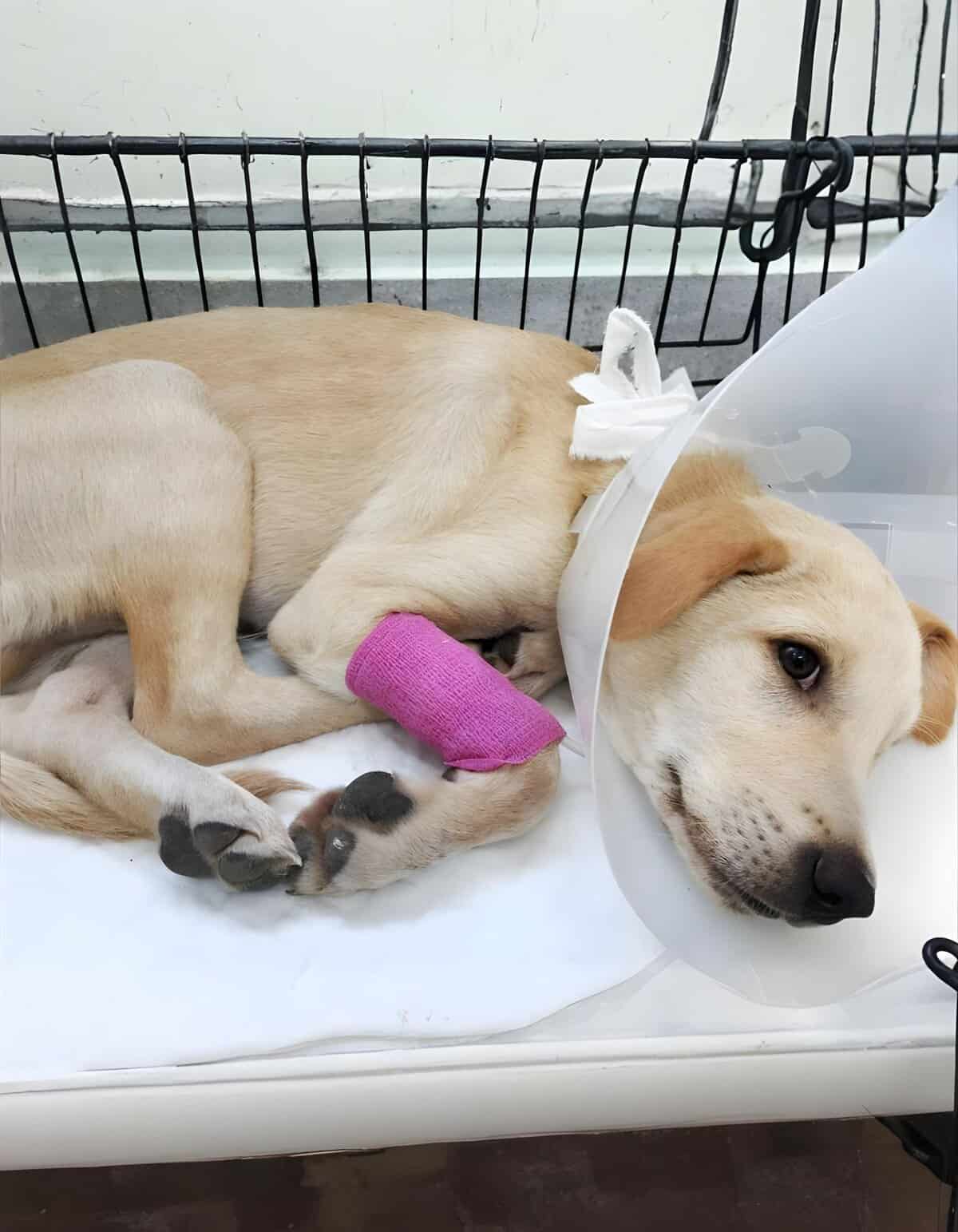 Adorable dog with leg injury, wearing a pink bandage and cone, lying down in kennel.