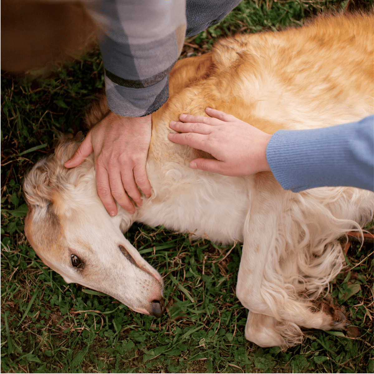 Dog rescue and care, medical attention, and foster programs for dogs in need.