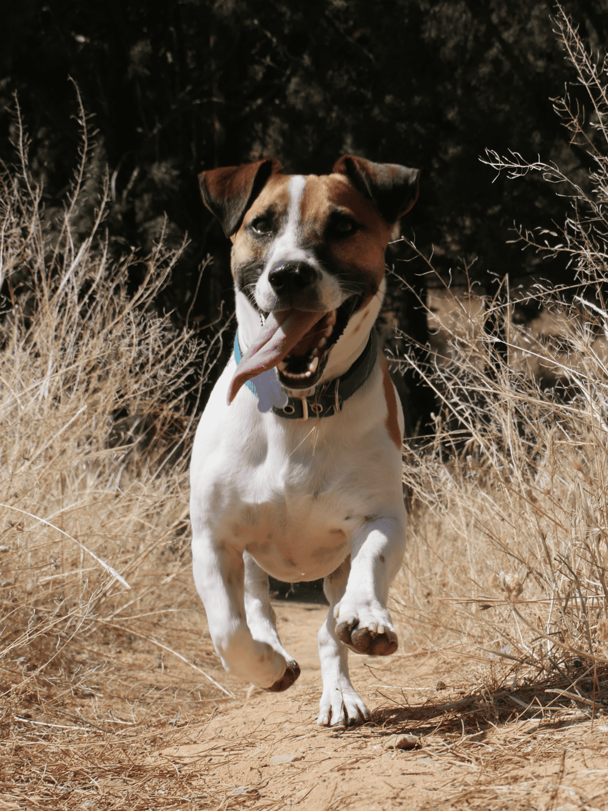 Energetic dog running through dry grass on trail.