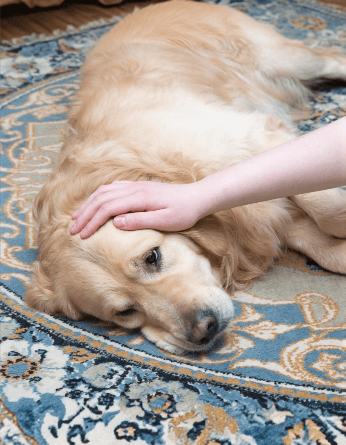 Golden retriever resting peacefully with human touch.
