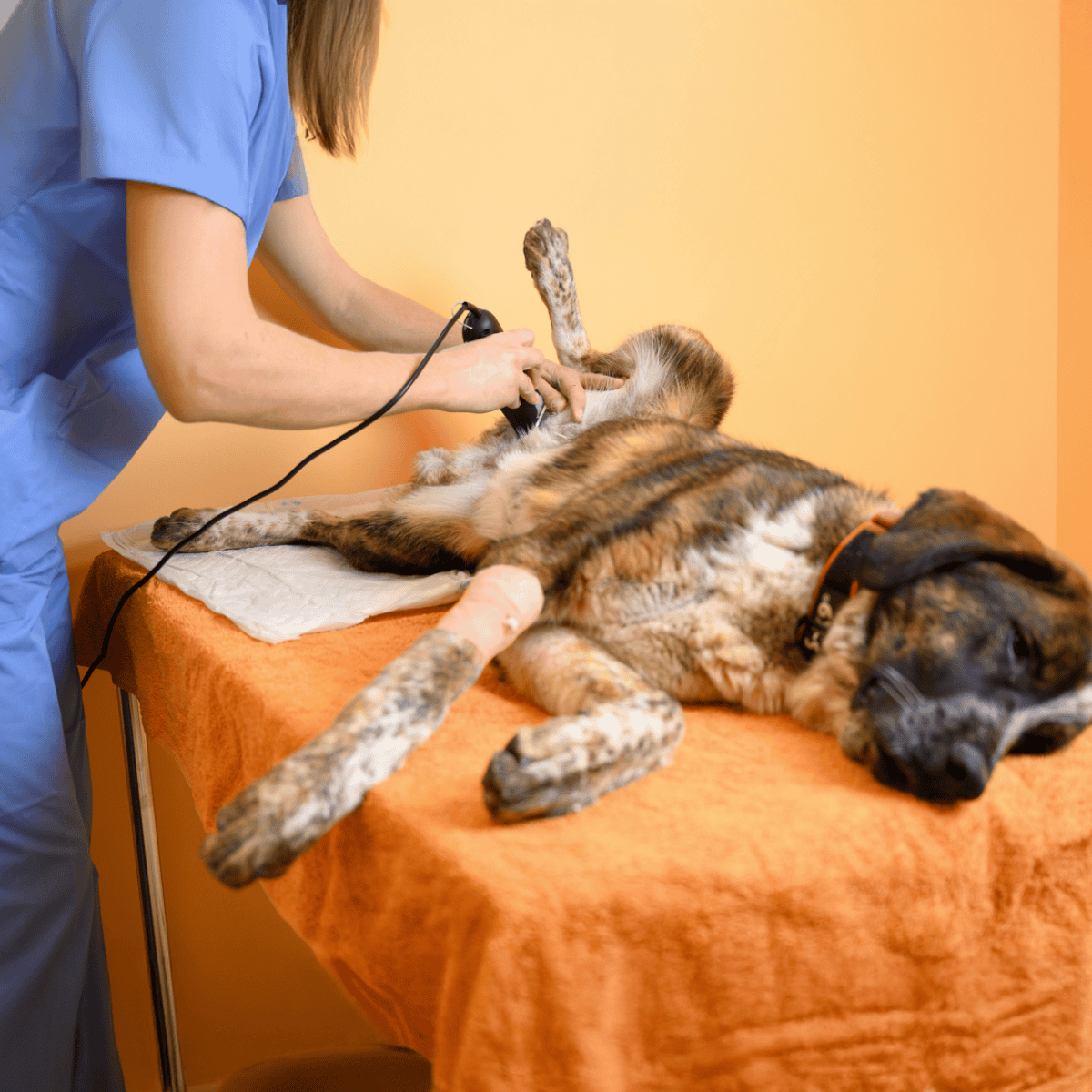 Vet performing an ultrasound on a dog for health exam and diagnosis.
