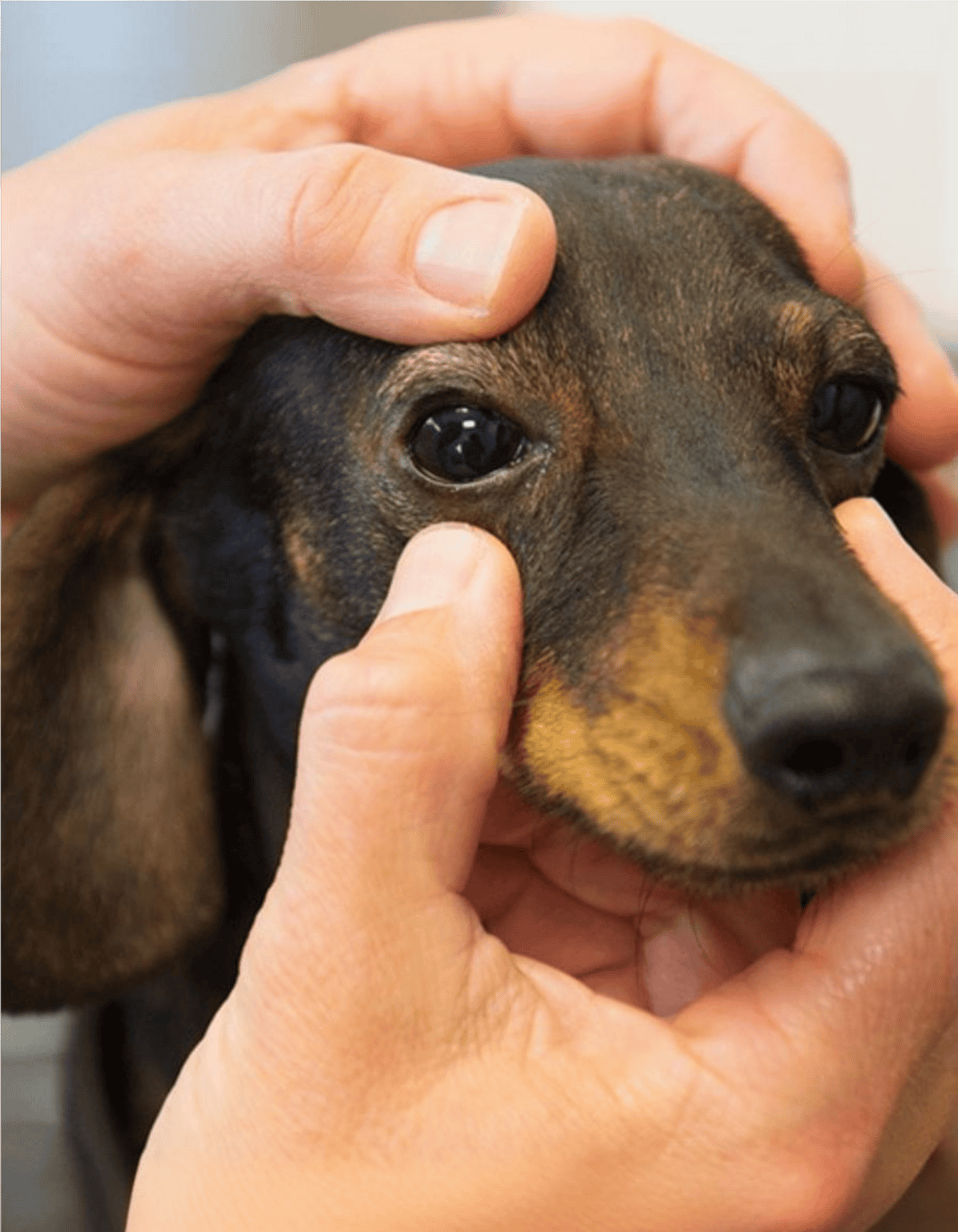 Close-up of a dog's eyes being examined by veterinarian for health checkup.