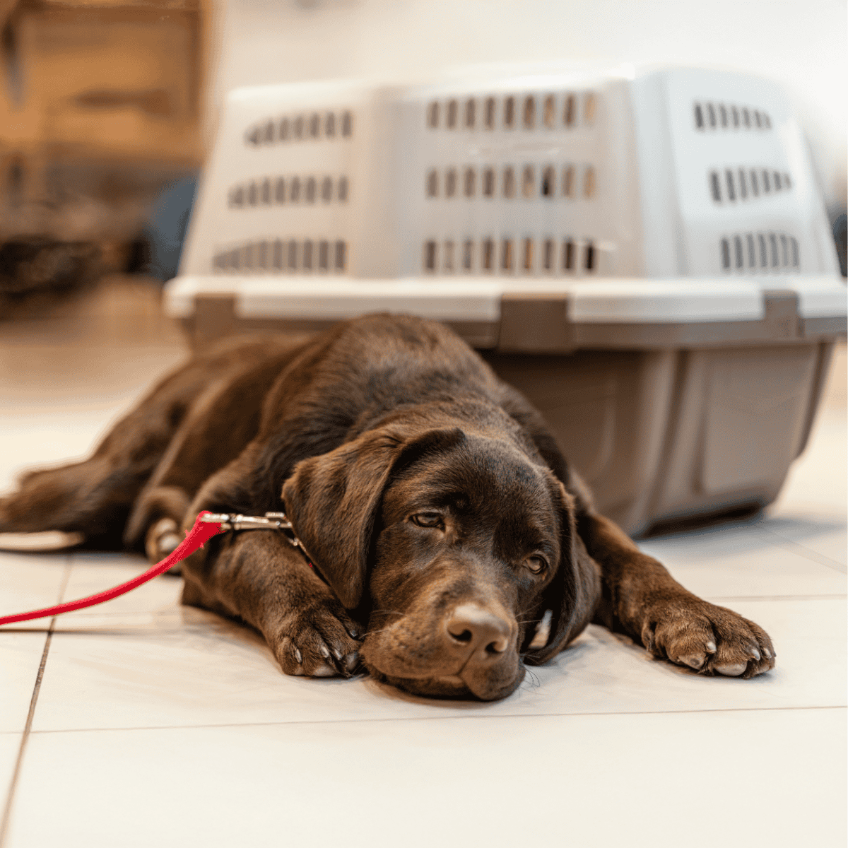 Sad puppy lying on the floor with a pet crate in the background, emphasizing dog comfort and safety.