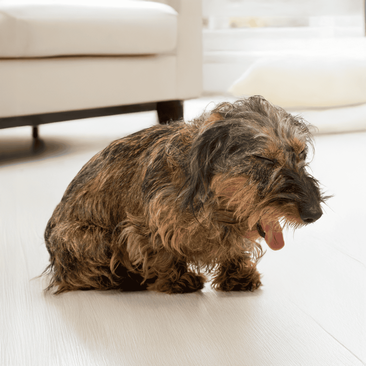 Adorable long-haired dachshund yawning on a white floor with cozy furniture in the background.