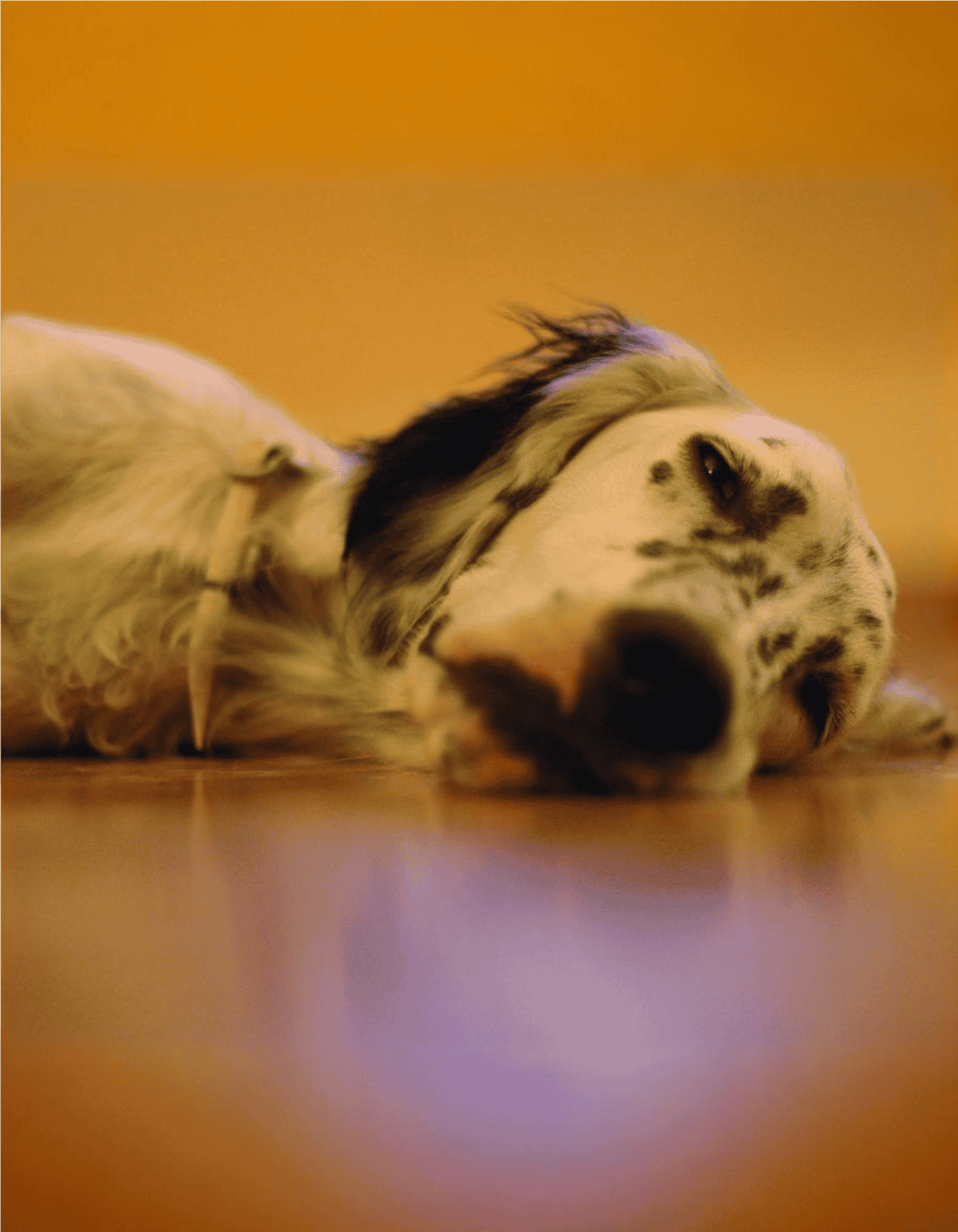 Adorable sleeping dog with spotted fur, lying on the floor in a cozy home setting.