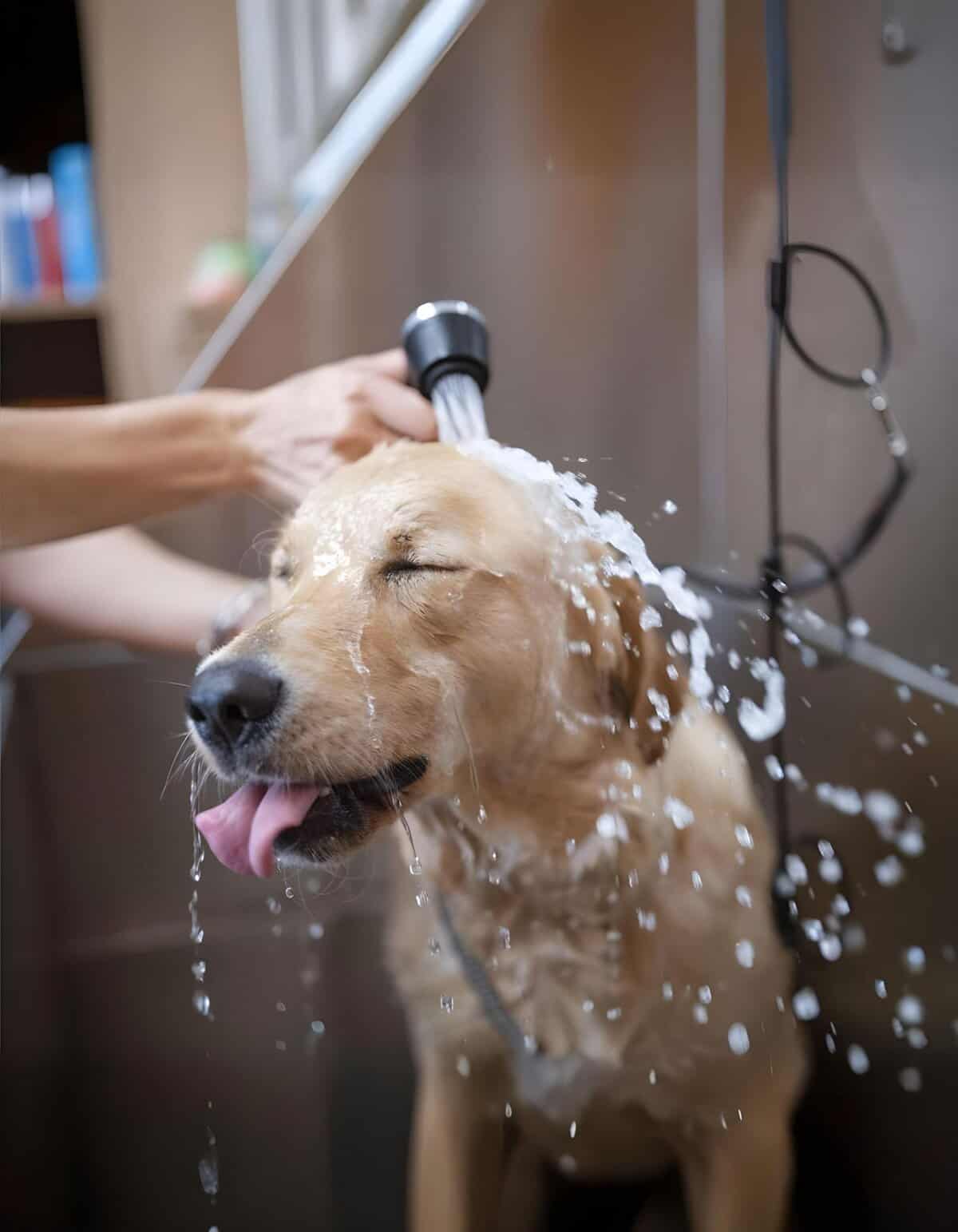 Close-up of a happy dog being bathed at a professional grooming salon.