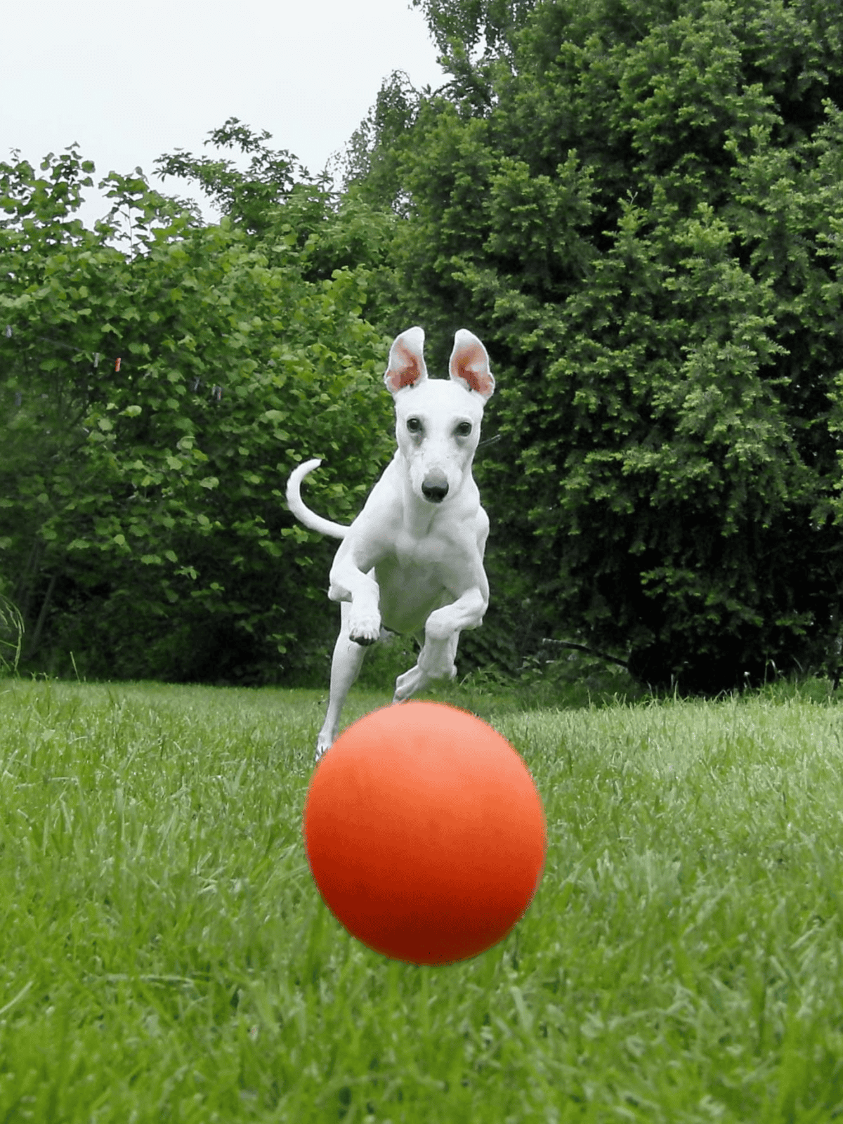 Energetic dog chasing an orange ball in a lush green yard, enjoying outdoor playtime and exercise.