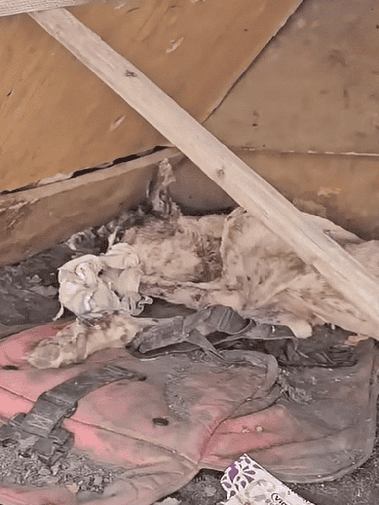 Whelping puppies in a wooden shelter after birth.