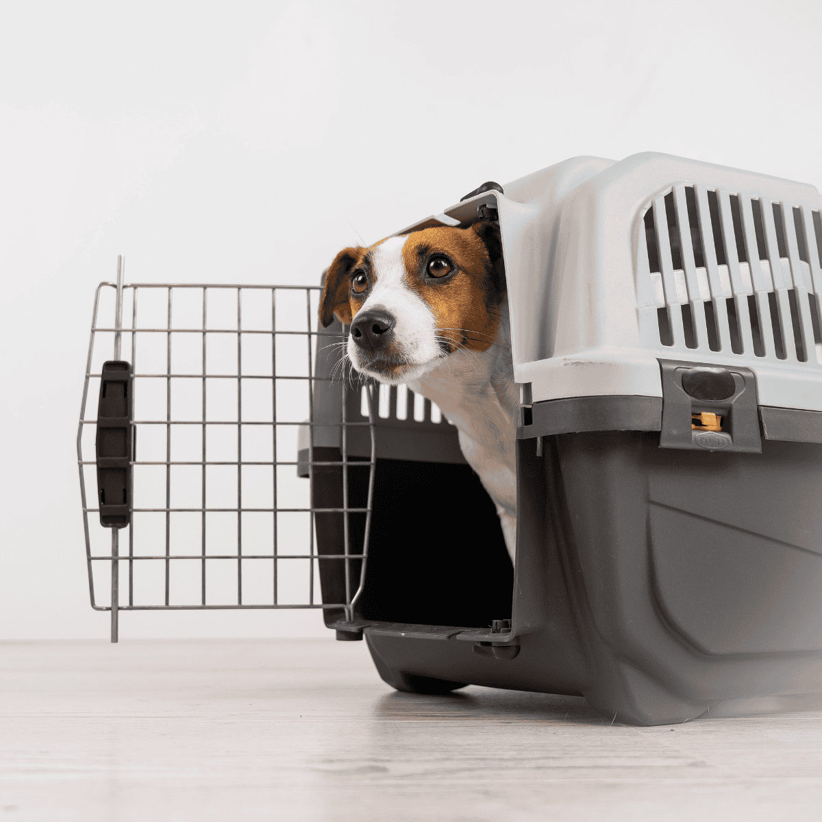 Dog crate with a playful dog peeking out from inside.